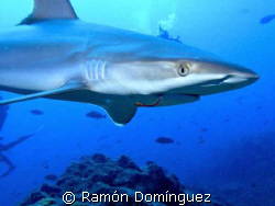 Sad view of one of the nicest sharks. A young silvertip s... by Ramón Domínguez 